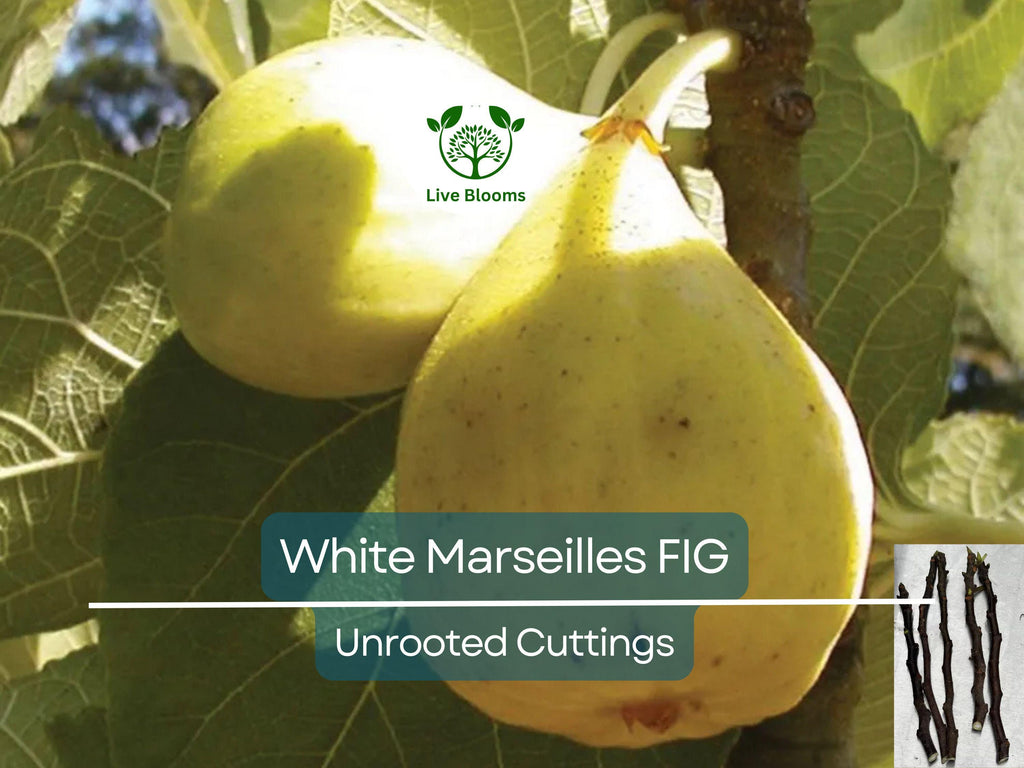 6 White Marseille Fig Unrooted Cuttings - Ficus carica, Sweet White Fig, Edible Fruit Plant, Fresh Cutting for Propagation, Gardening