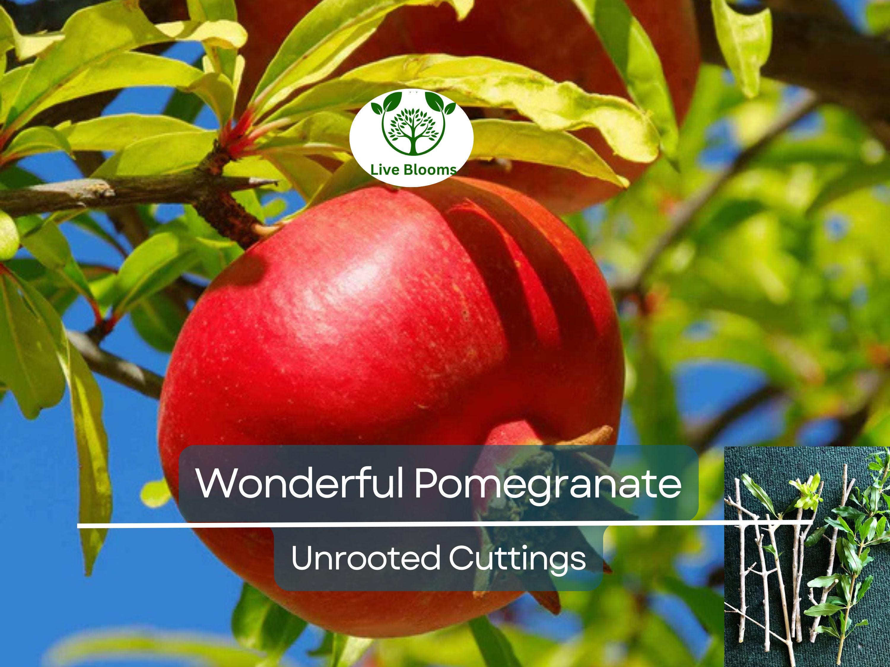 8 Pcs Organic Pomegranate Unrooted Cuttings 9" Long - Punica Granatum - Grow Your Own Pomegranate Tree, Natural & Healthy