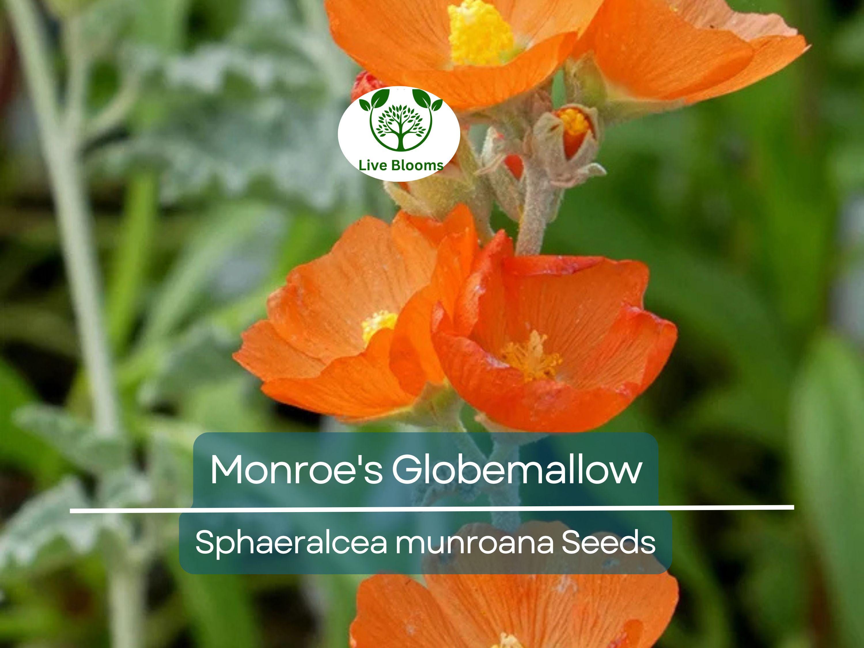 80 Monroe's Globemallow Seeds (Sphaeralcea munroana) | Drought-Tolerant Flowering Shrub, Hardy Flower Bush, Vibrant Orange Blooms Gardens