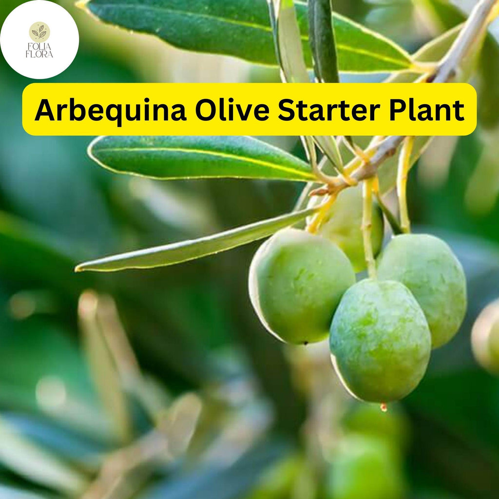 1 Arbequina Olive Tree, Live in 4 Inch Pot, Robust Roots, 10-15 Inches Tall, Hardy Edible Tree