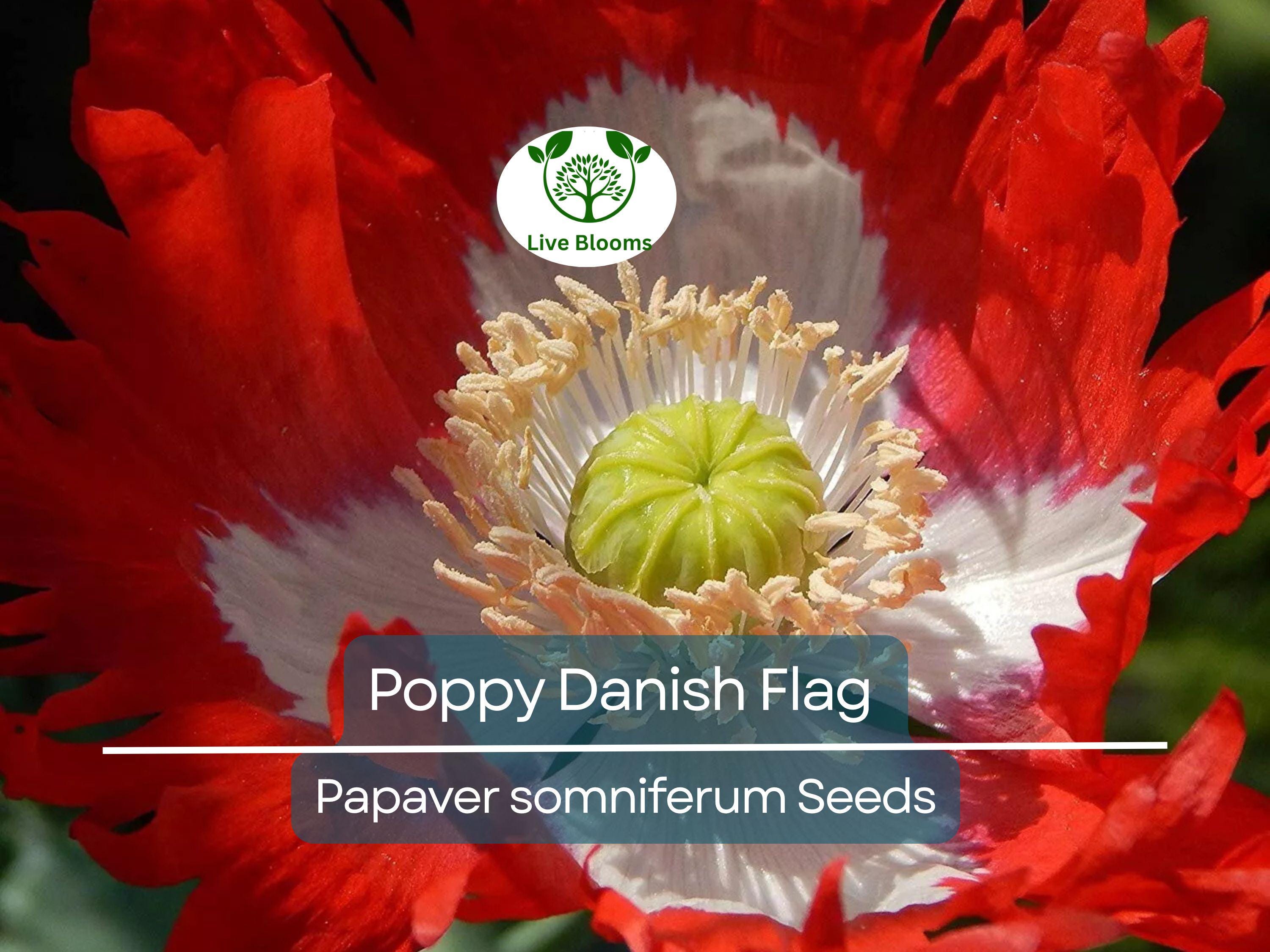 1000 Seeds Poppy Danish Flag, Red & White Cross Flowers, Huge Blooms, Pollinator-Friendly, Non-GMO, Stunning Garden Flowers for Borders