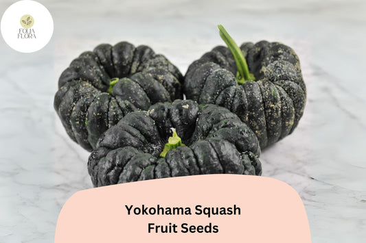 25+ Yokohama Squash Seeds | Rare Japanese Heirloom Winter Squash | Sweet, Rich Orange Flesh & Unique Ribbed Shape
