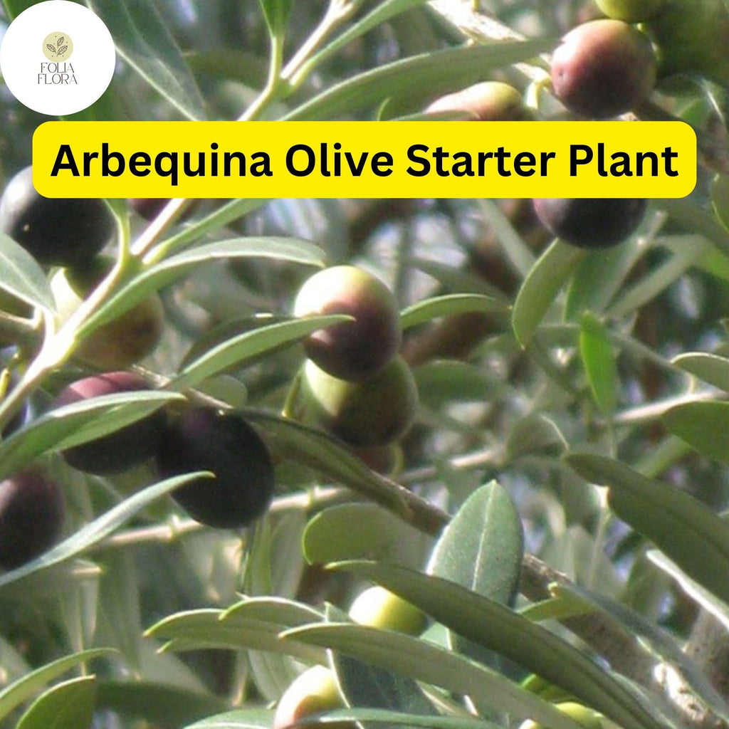 1 Arbequina Olive Tree, Live in 4 Inch Pot, Robust Roots, 10-15 Inches Tall, Hardy Edible Tree