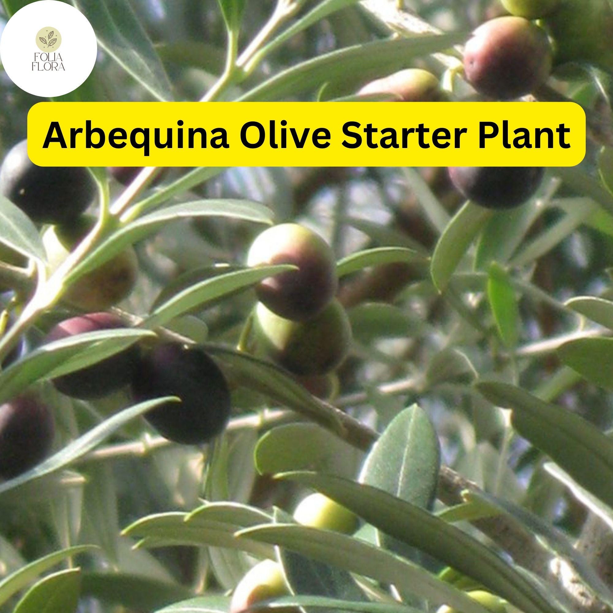 1 Arbequina Olive Tree, Live in 4 Inch Pot, Robust Roots, 10-15 Inches Tall, Hardy Edible Tree