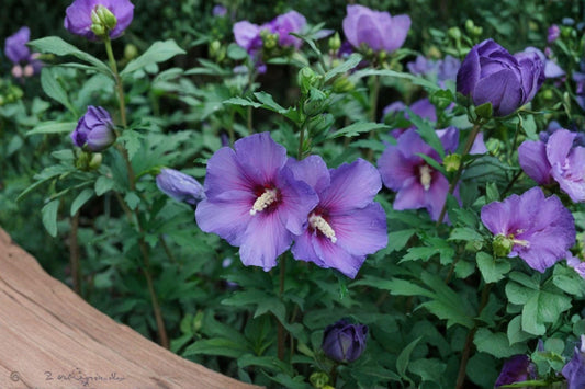 Rose of Sharon Seeds – Hibiscus syriacus | 10 Seeds | Hardy Flowering Shrub Althea