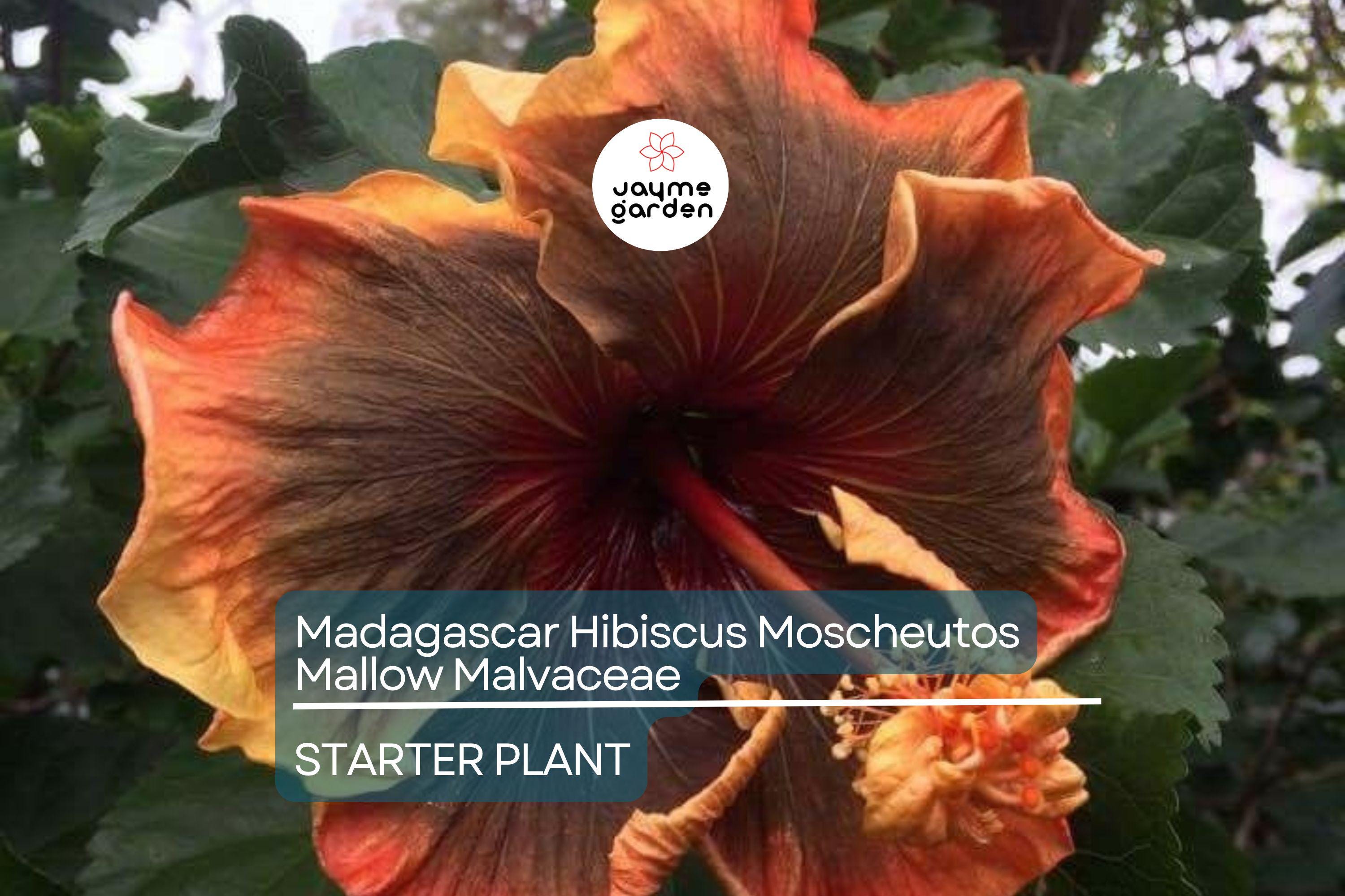 Madagascar Hibiscus Hibiscus Moscheutos Live Starter Plant 3–5 Inches, Mallow Malvaceae – Free US Shipping
