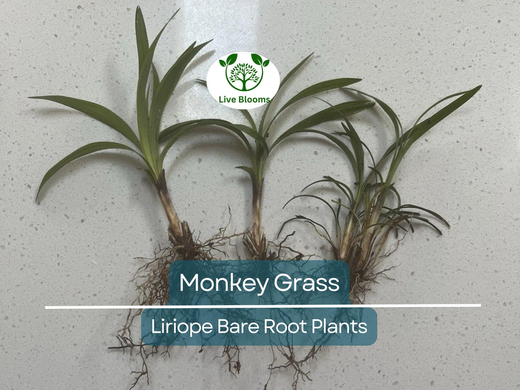 25 Monkey Grass Plants – Big Blue Liriope spicata – Live Bare Root Clumping Groundcover – Hardy Border & Edging Plant