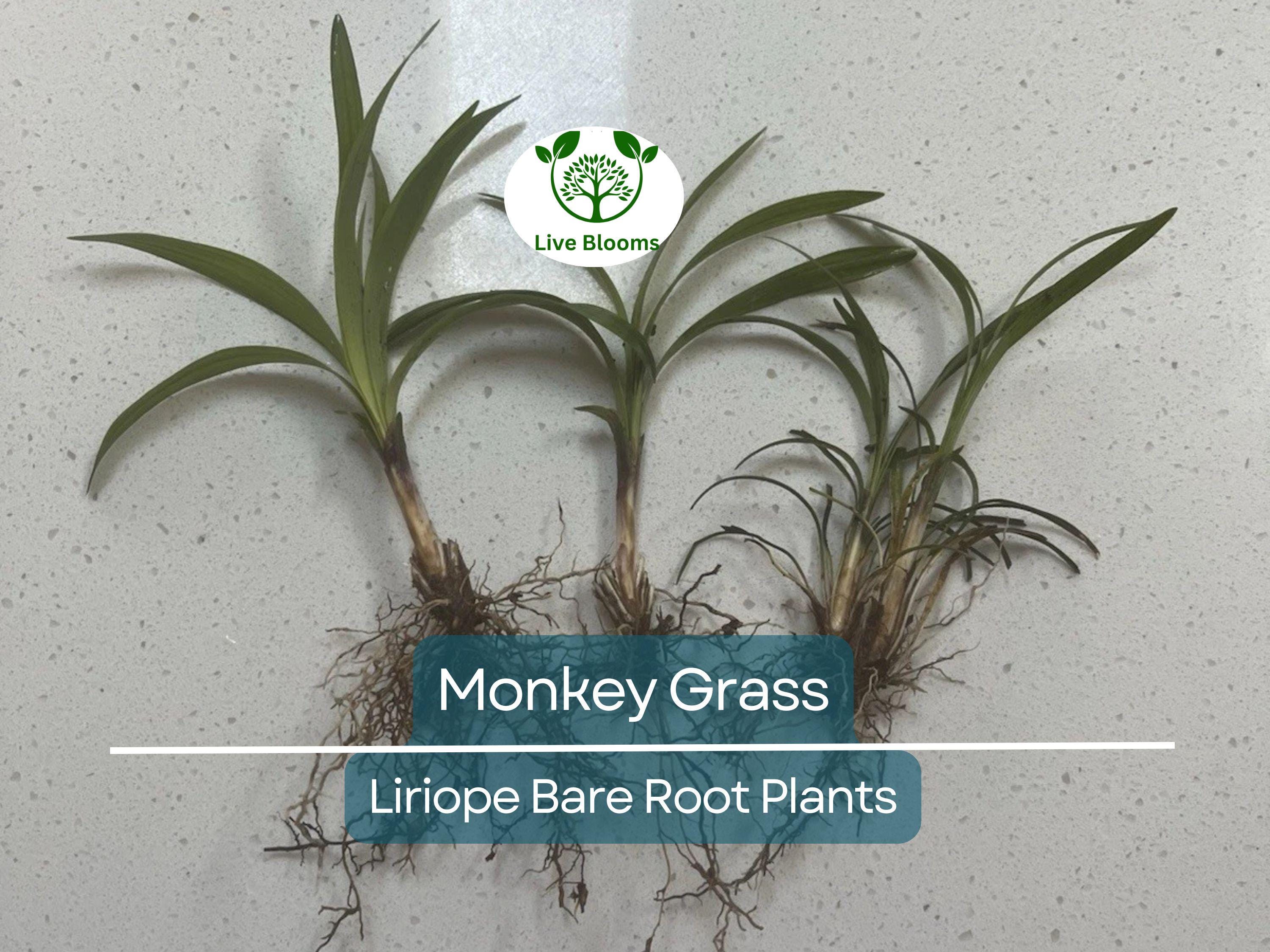 25 Monkey Grass Plants – Big Blue Liriope spicata – Live Bare Root Clumping Groundcover – Hardy Border & Edging Plant