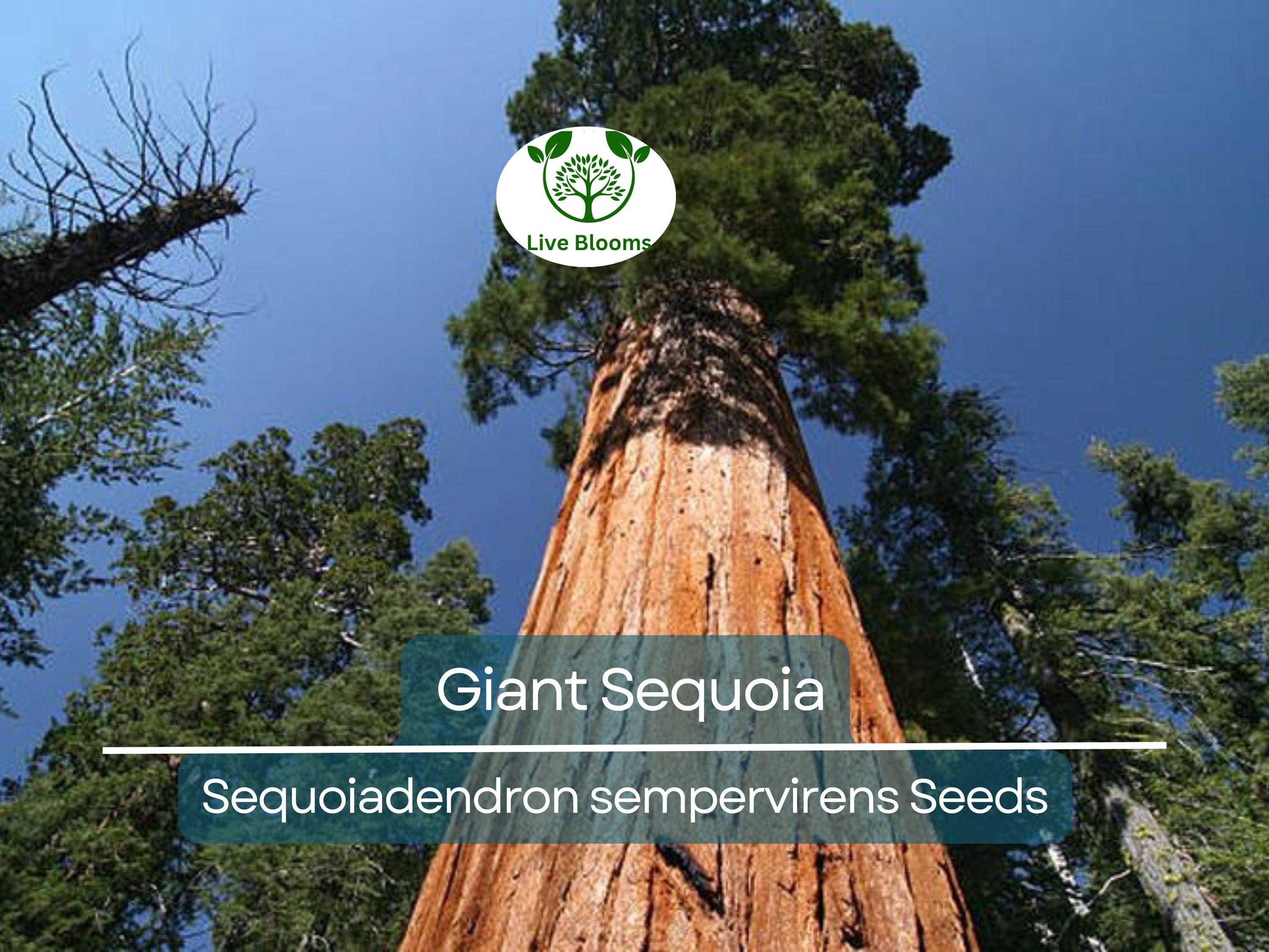 40 Giant Sequoia California Redwood Seeds - Sequoiadendron sempervirens - Grow Majestic Trees, Largest Trees on Earth, Fast Growing