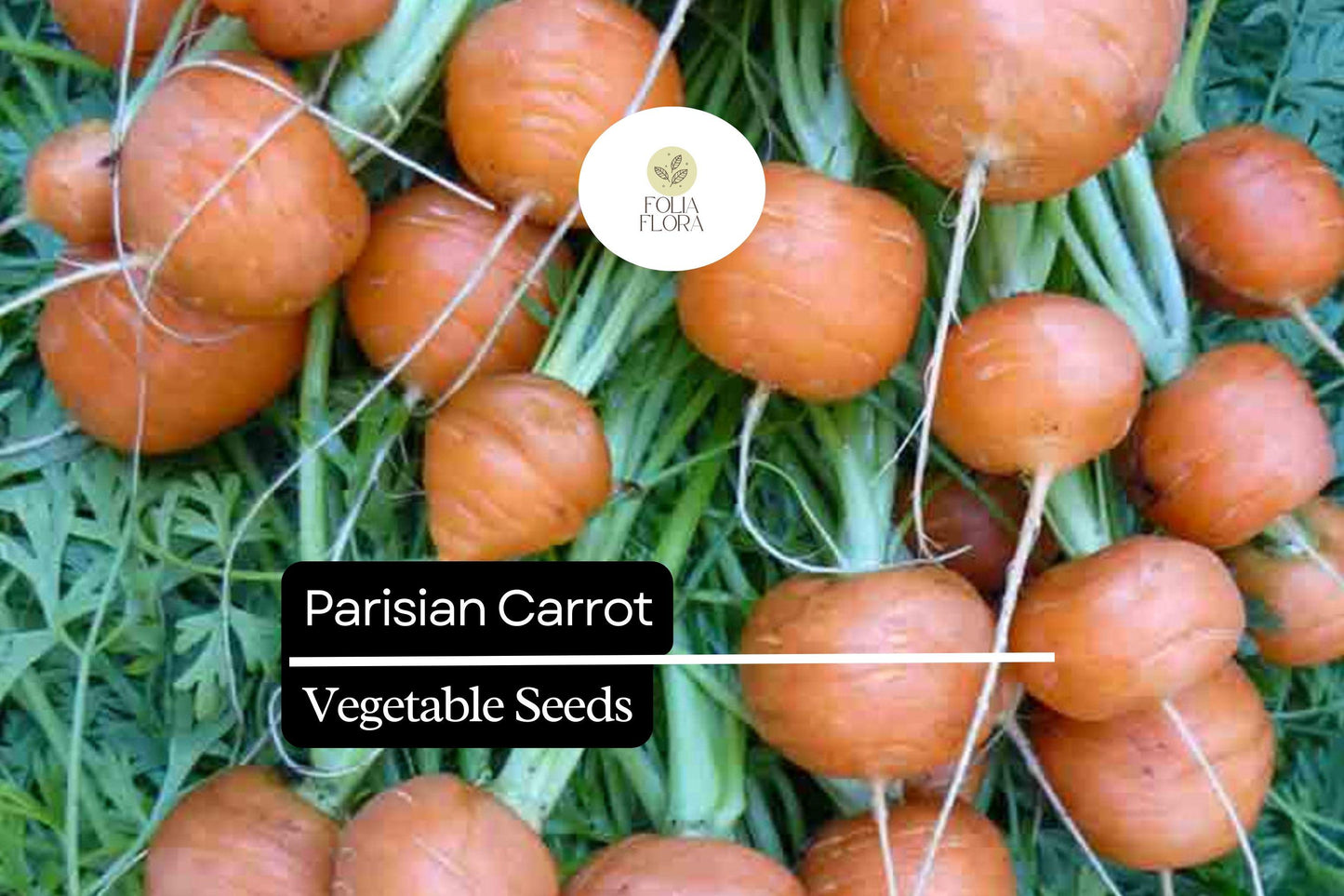 300 Seeds Parisian Carrot (Daucus carota) – Small, Round Heirloom Variety for Gourmet Gardens
