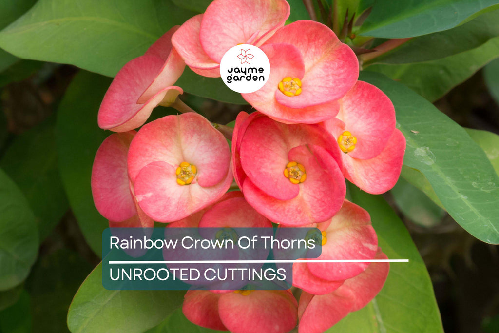 Rainbow Crown of Thorns Cutting (1) – Unrooted Euphorbia Plant, Colorful Blooms, Easy to Grow Succulent