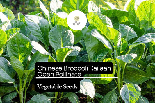 500mg Chinese Broccoli Kailaan Seeds Brassica oleracea | Open Pollinated Heirloom Variety | Tender Stalks & Delicious Greens