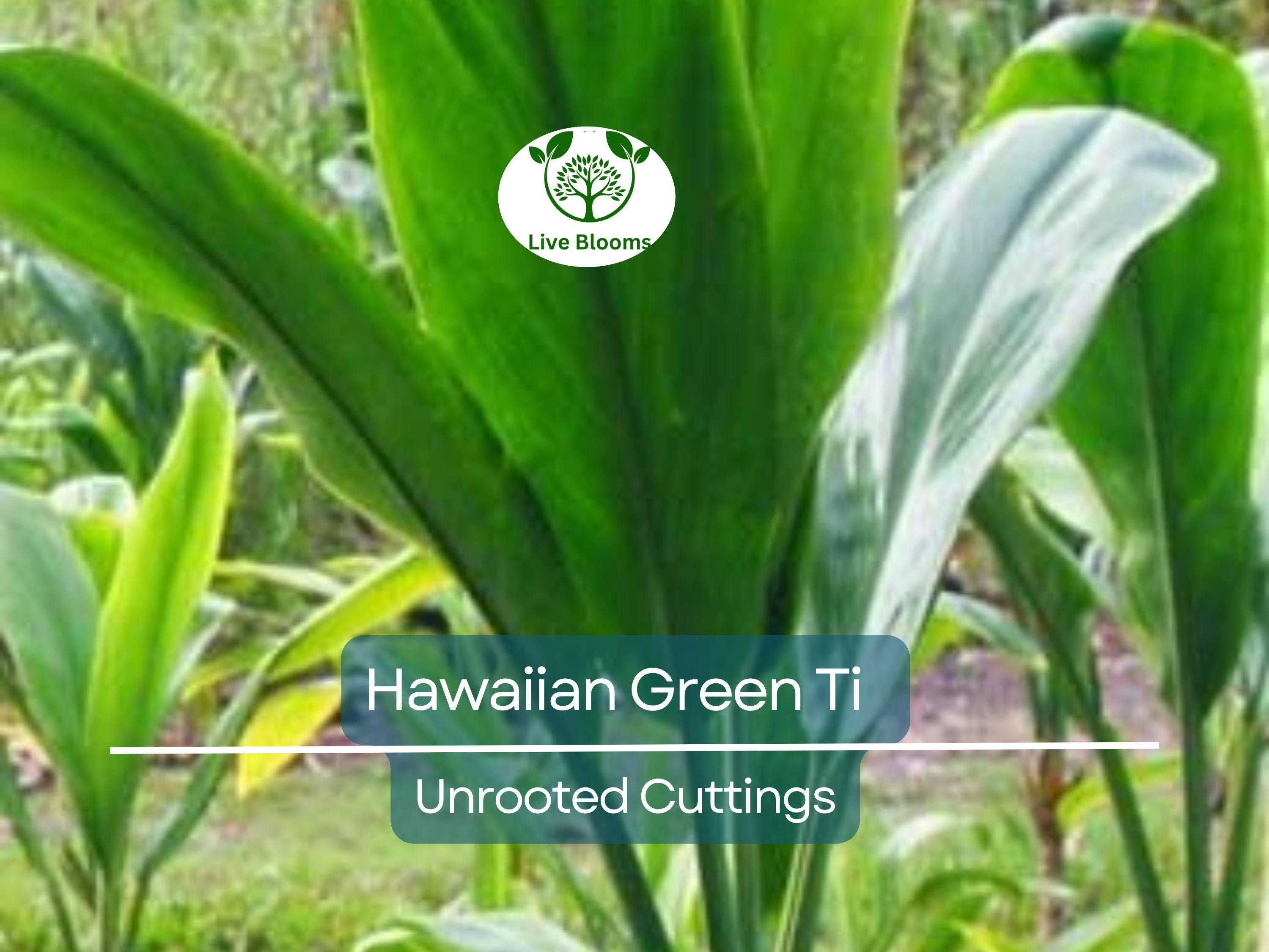 10 Hawaiian Green Ti Leaf Fresh Cuttings - 6" Starter Logs - Cordyline fruticosa, Tropical Plant, Ornamental, Easy to Grow, Exotic Plant