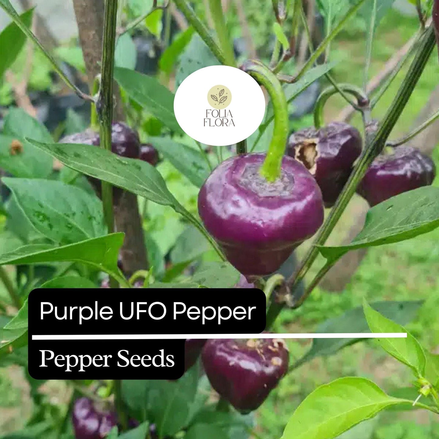 10 Purple UFO Pepper Seeds – Unique Heirloom, Mildly Spicy & Sweet, Non-GMO