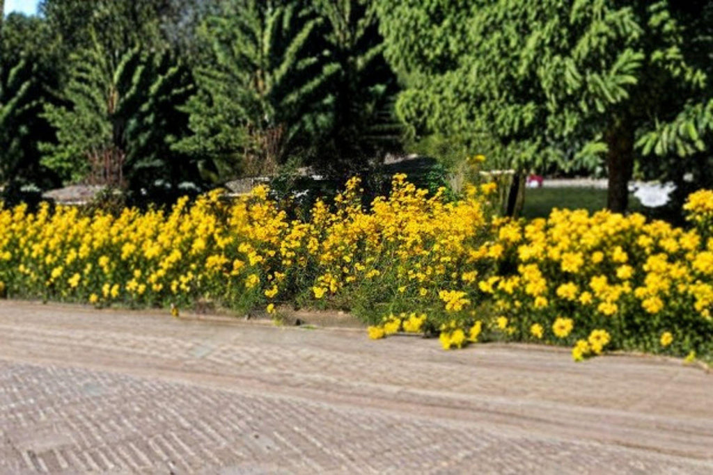 Swamp Sunflower – Helianthus angustifolius Seeds | 100 Seeds | Tall Native Wildflower | Bright Yellow Fall Blooms
