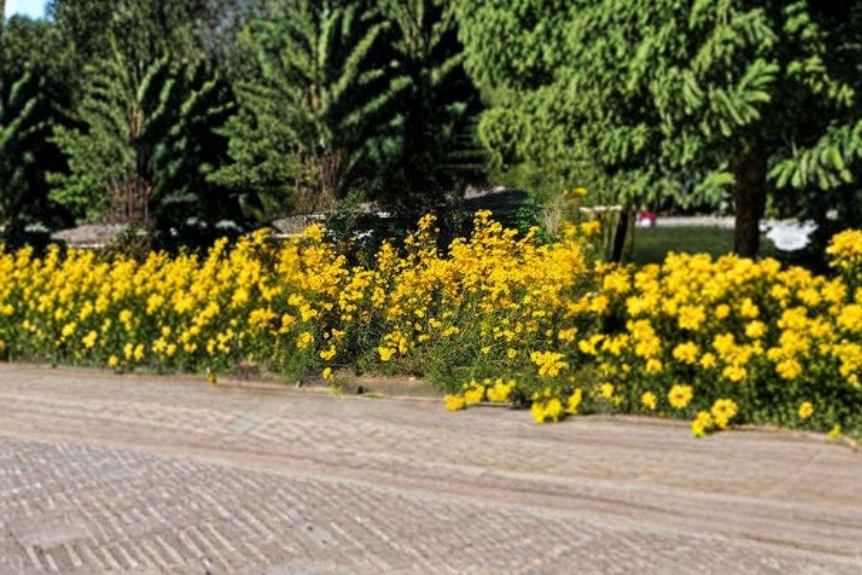 Swamp Sunflower – Helianthus angustifolius Seeds | 100 Seeds | Tall Native Wildflower | Bright Yellow Fall Blooms