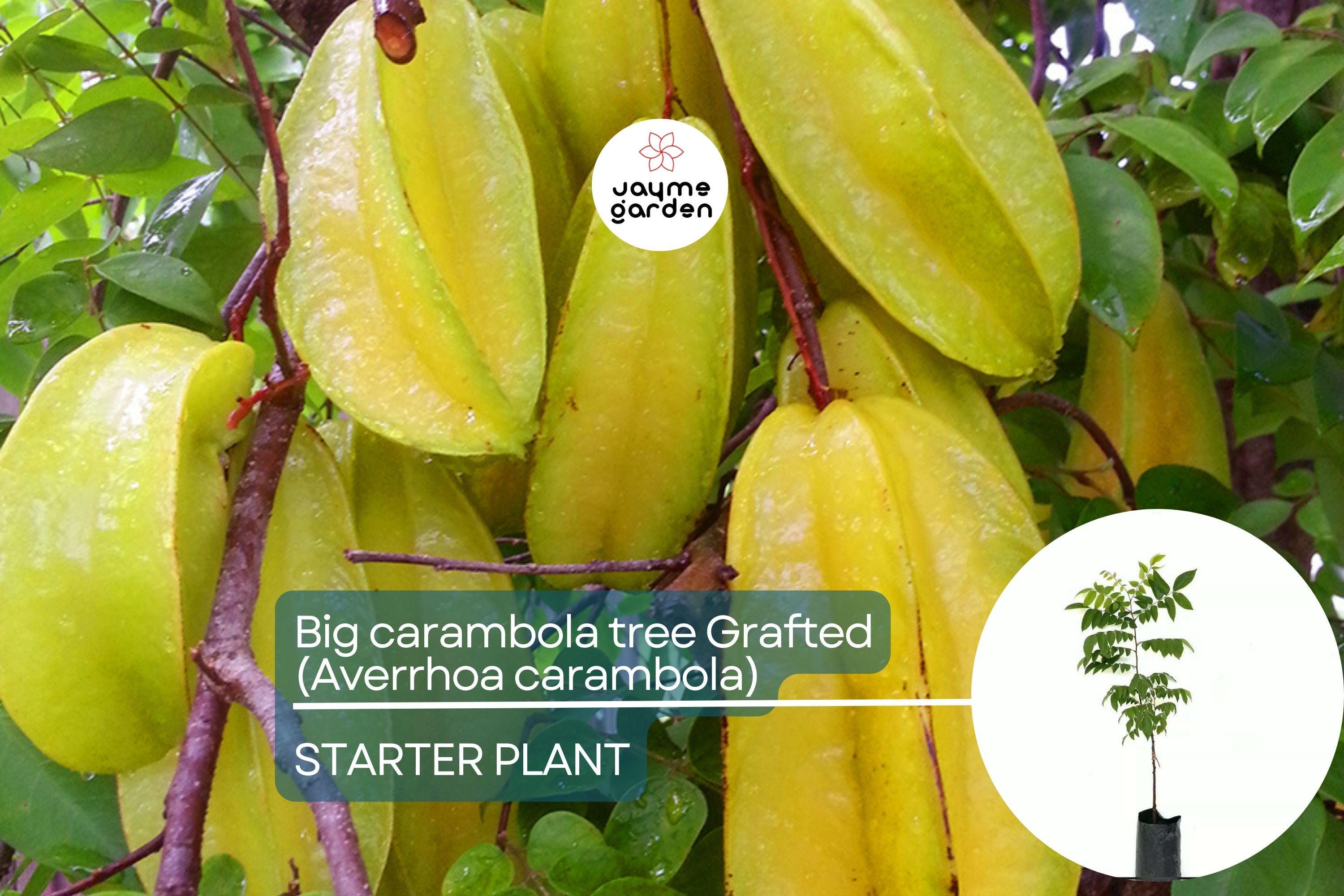 Big Carambola Grafted Tree - Live Averrhoa carambola 2′-3′ Tall | Tropical Starfruit Tree | Sweet-Tart Fruit & Decorative Appeal