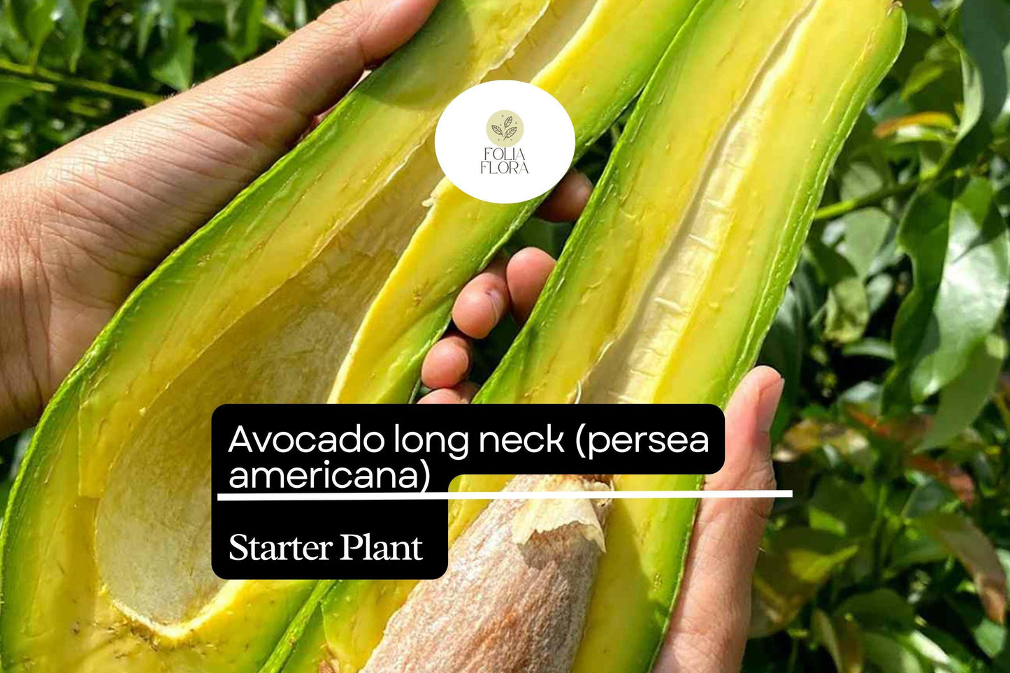1 Starter Plant Avocado Long Neck (Persea americana) Tropical Big Fruit Tree 2′-3′