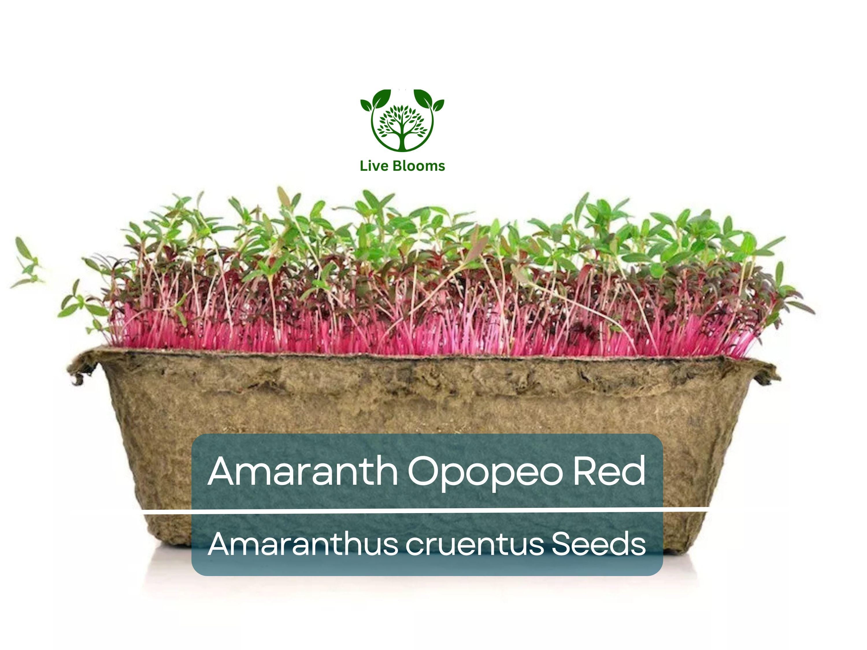1500 Seeds Amaranth Opopeo Red Flower Edible Leaves & Grain Microgreens Non-GMO (Amaranthus)