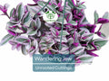 9 Tradescantia Zebrina Wandering Jew Unrooted Cuttings - Purple & Green Foliage, Easy Propagation, Indoor Plant, Trailing Plant Home Decor