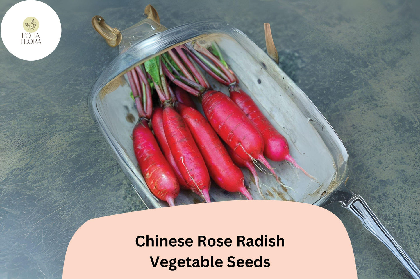 500+ Chinese Rose Radish Seeds – Heirloom Winter Radish Seeds for Garden Planting