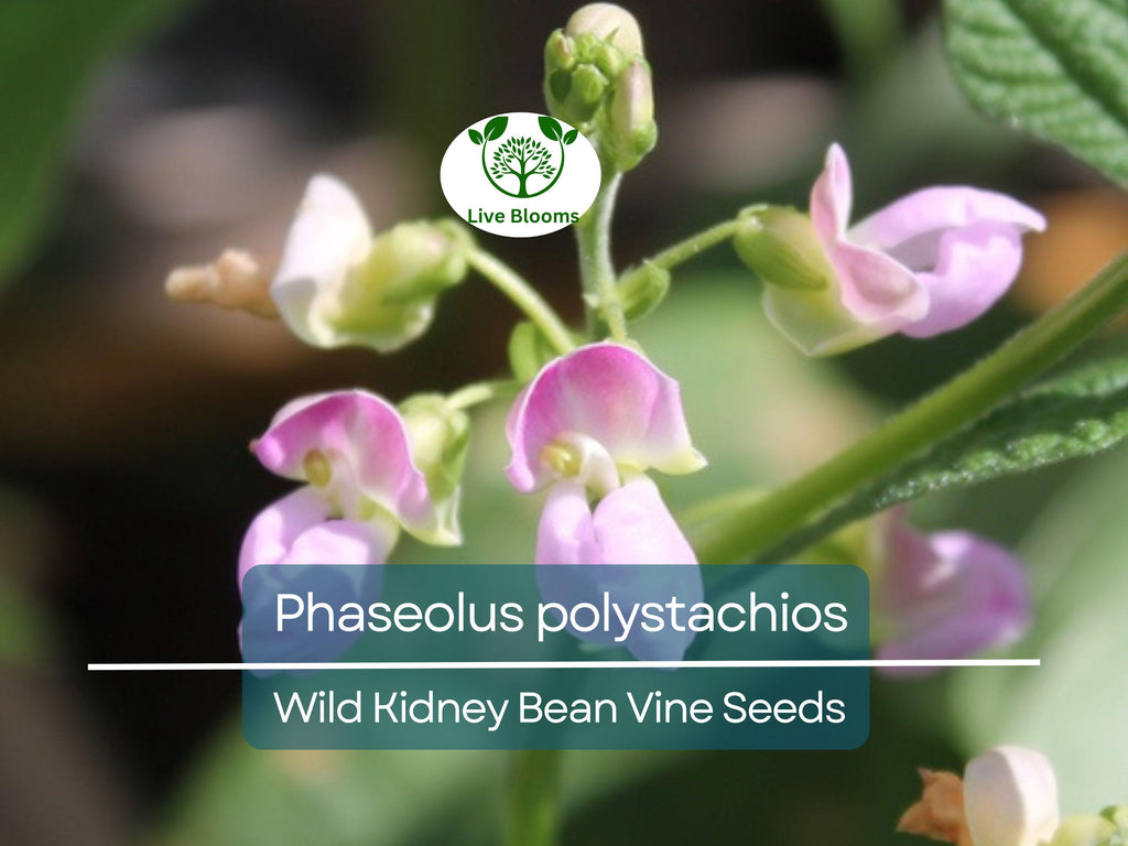 5 Seeds Phaseolus Polystachios – Wild Kidney Bean Vine for Planting | Hardy Climber for Garden & Landscaping | Native Legume Species
