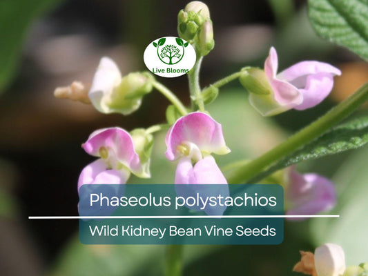 5 Seeds Phaseolus Polystachios – Wild Kidney Bean Vine for Planting | Hardy Climber for Garden & Landscaping | Native Legume Species