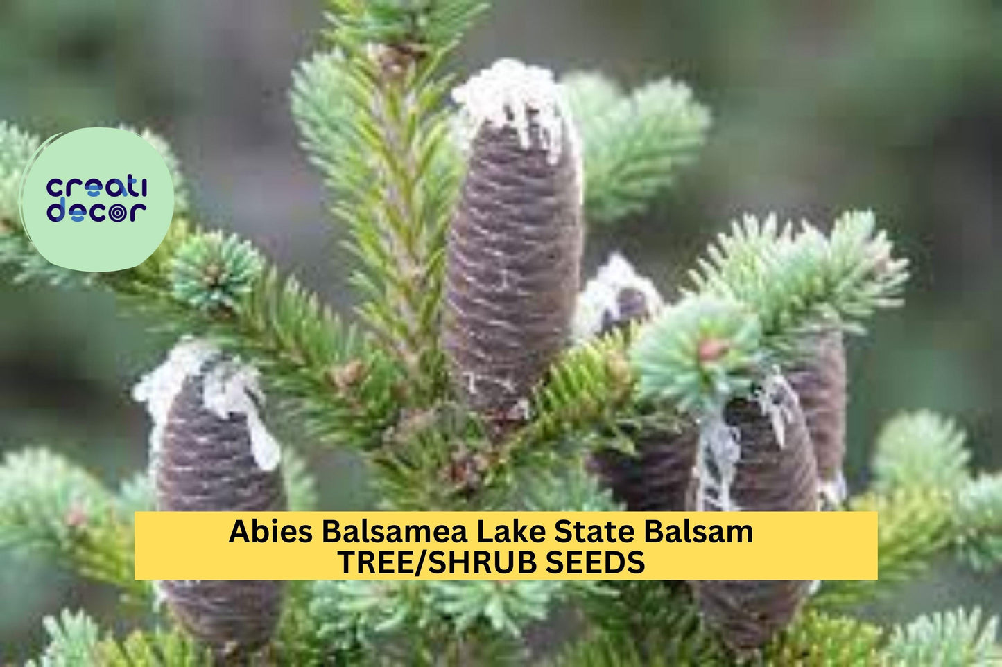 3pcs of 250mg Abies Balsamea Seeds for Planting – Lake State Balsam Fir Tree Seeds for Cold-Hardy Evergreen Landscaping or Christmas Trees