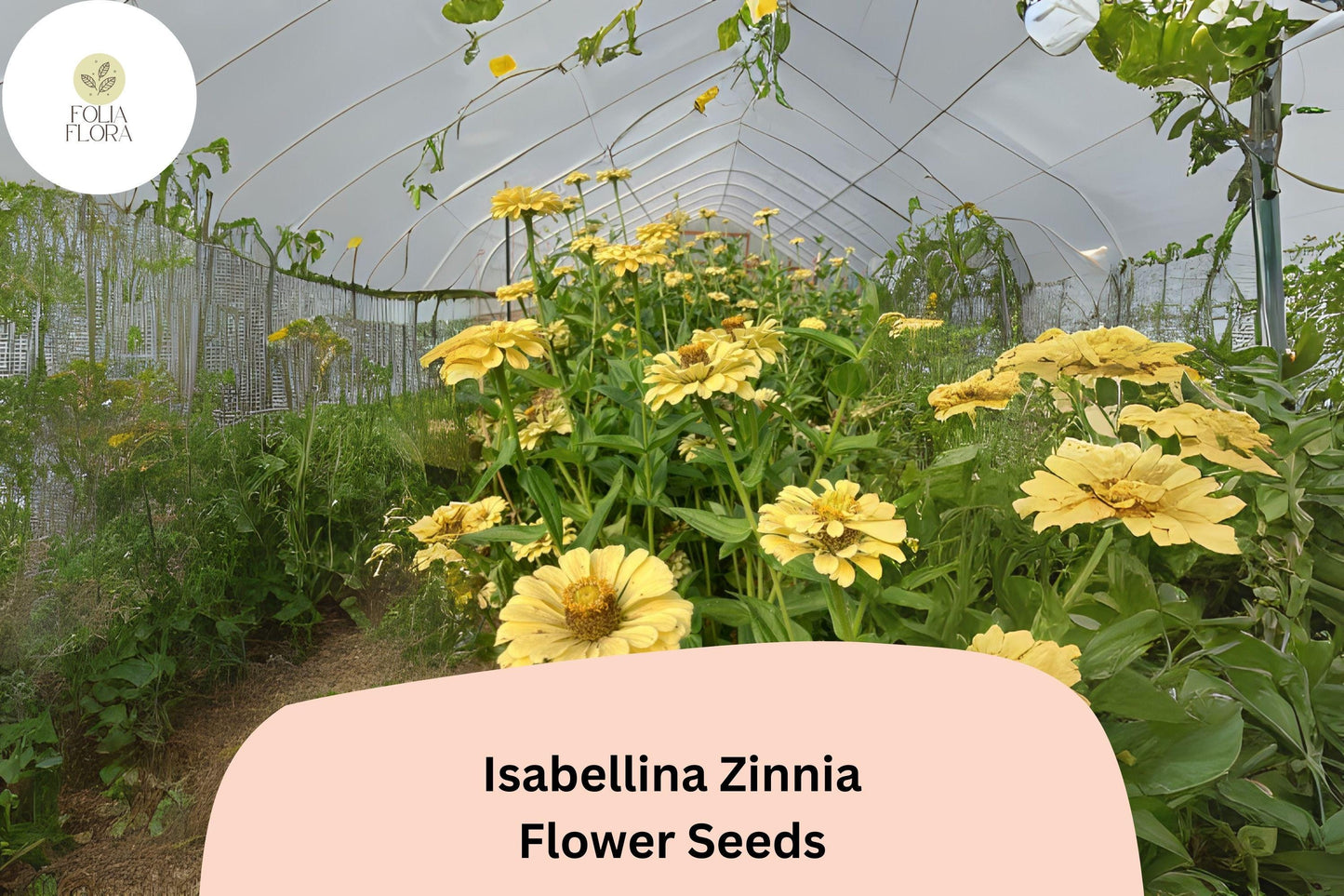 100+ Isabellina Zinnia Seeds – Pale Cream Blooms for Bouquets, Borders & Cottage Gardens