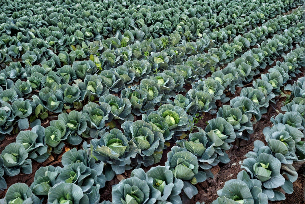 Cabbage – Golden Acre 250 Seeds | Heirloom Green Cabbage | Early & Compact | Sweet, Crisp Heads