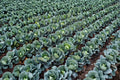 Cabbage – Golden Acre 250 Seeds | Heirloom Green Cabbage | Early & Compact | Sweet, Crisp Heads