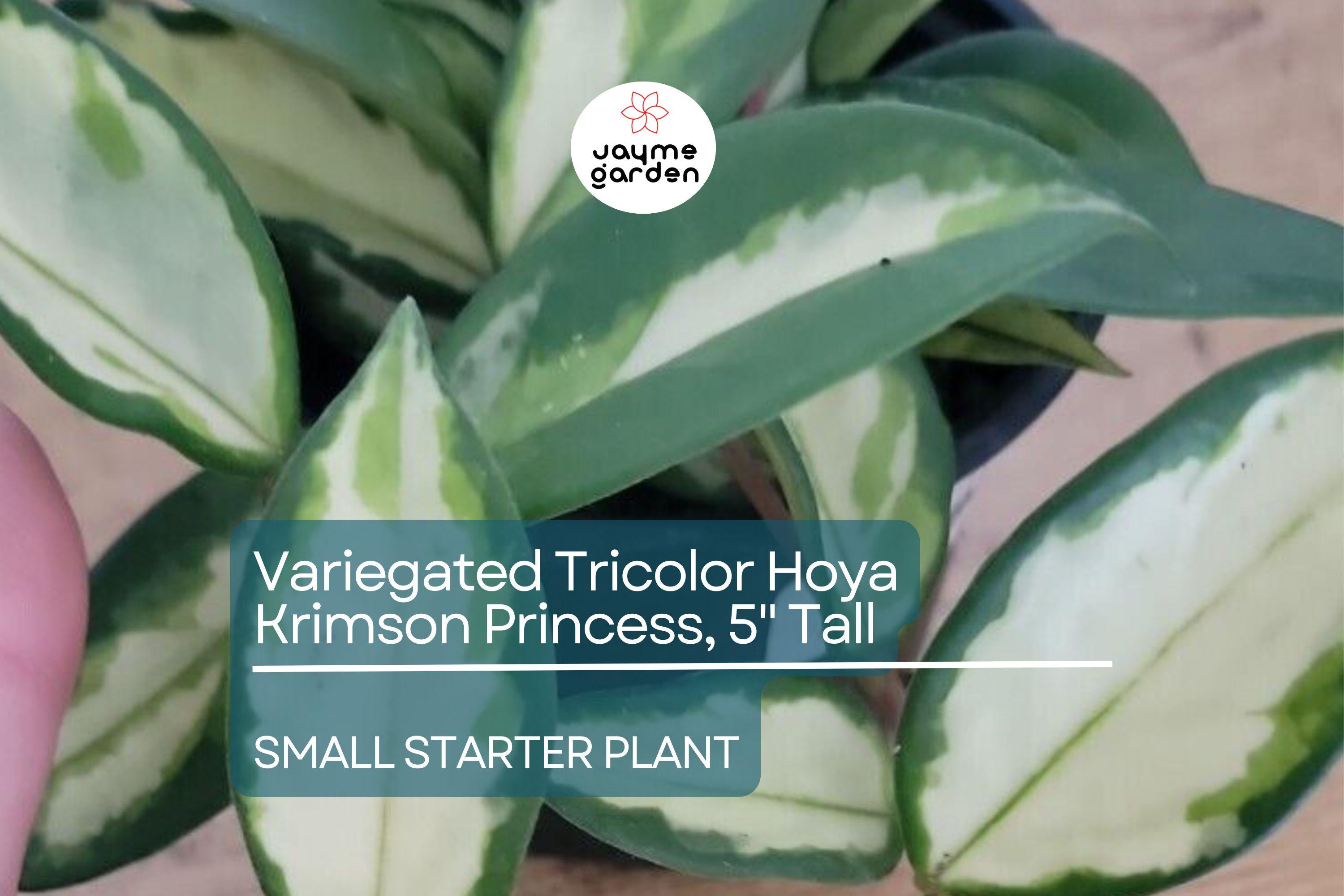 Hoya Carnosa Starter Plant - Variegated Tricolor Hoya Krimson Princess, 5" Tall - Unique Tropical Houseplant with Colorful Foliage