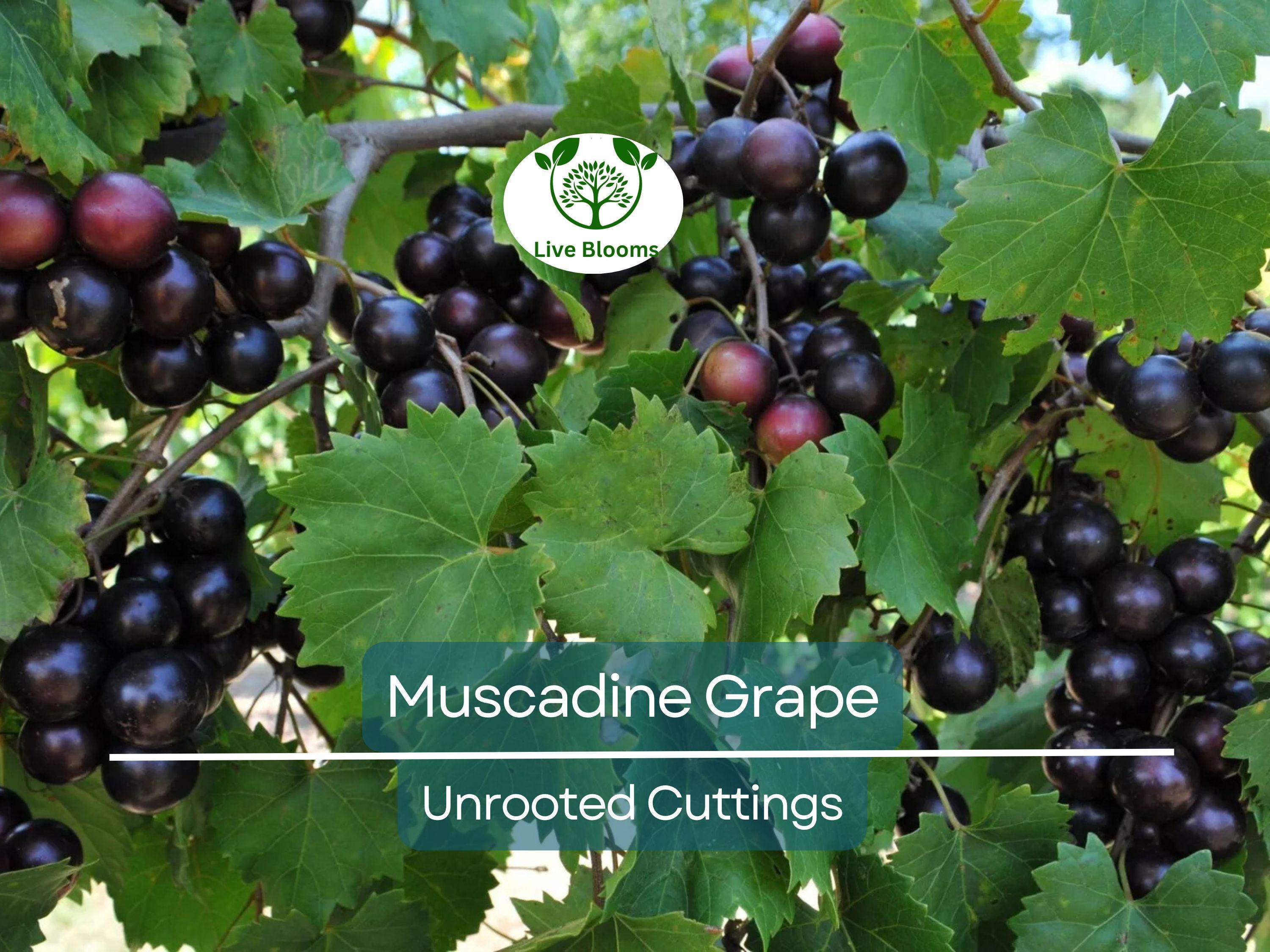 8 Fresh Vine Clippings Muscadine Grapes (Vitis rotundifolia) - Organic Wild Grown Superfood for Propagation & Grafting