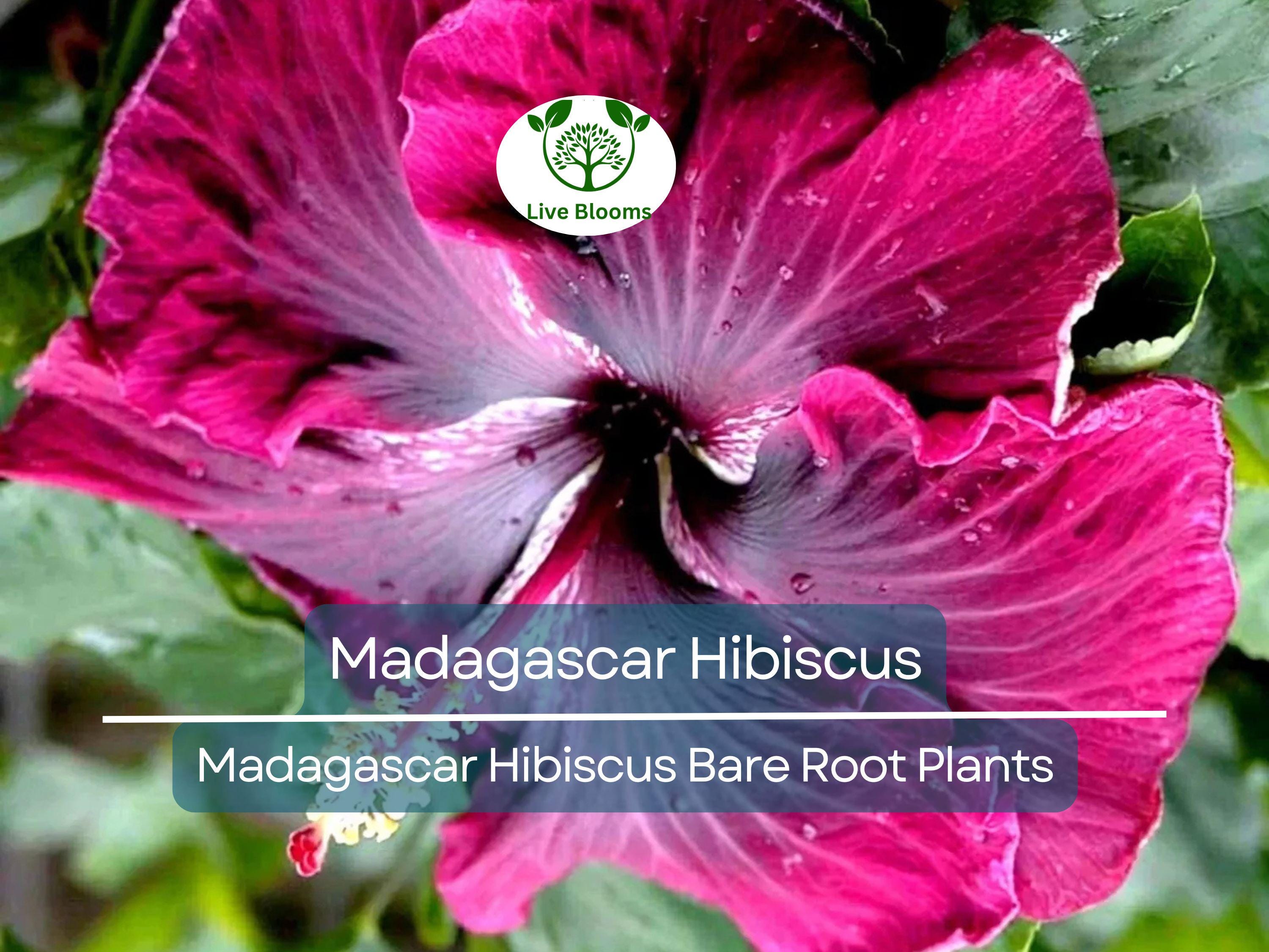 1 Madagascar Hibiscus – Live Bare Root Starter Plant (3–5") – Hibiscus moscheutos Mallow – Hardy Tropical-Looking Perennial