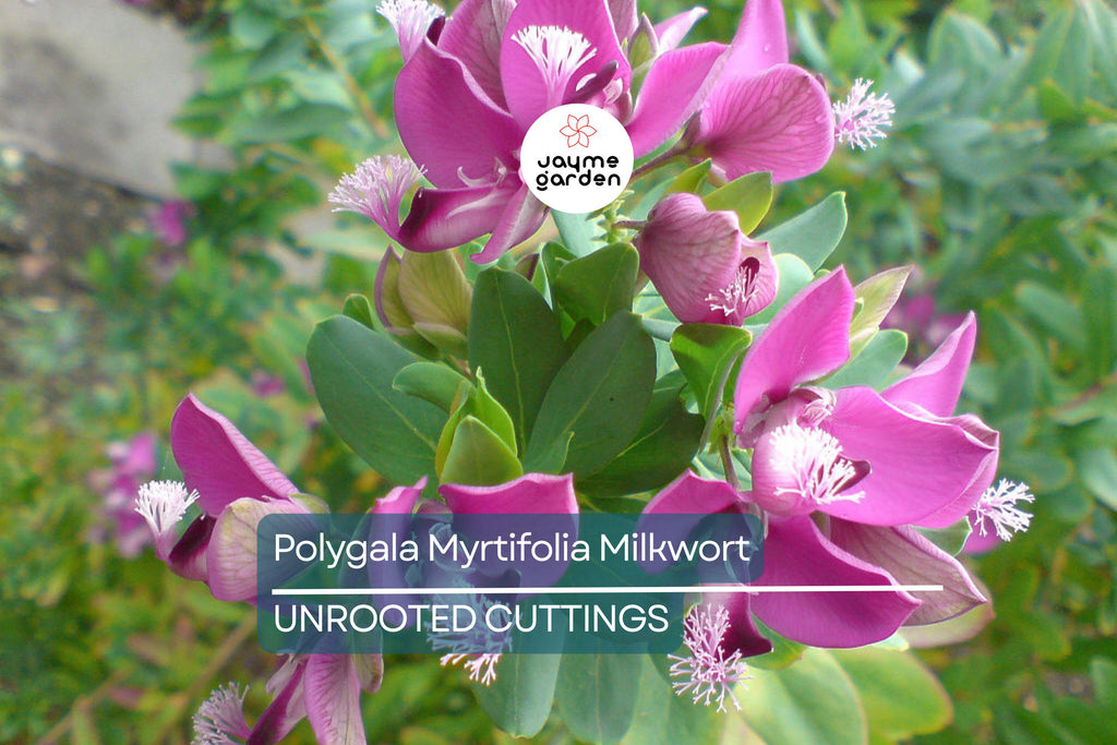 Polygala Myrtifolia Milkwort 6" Live Cuttings – 7 Sweet Pea Bush Plants, Evergreen Blooms, Fast Growing, Perennial Shrub