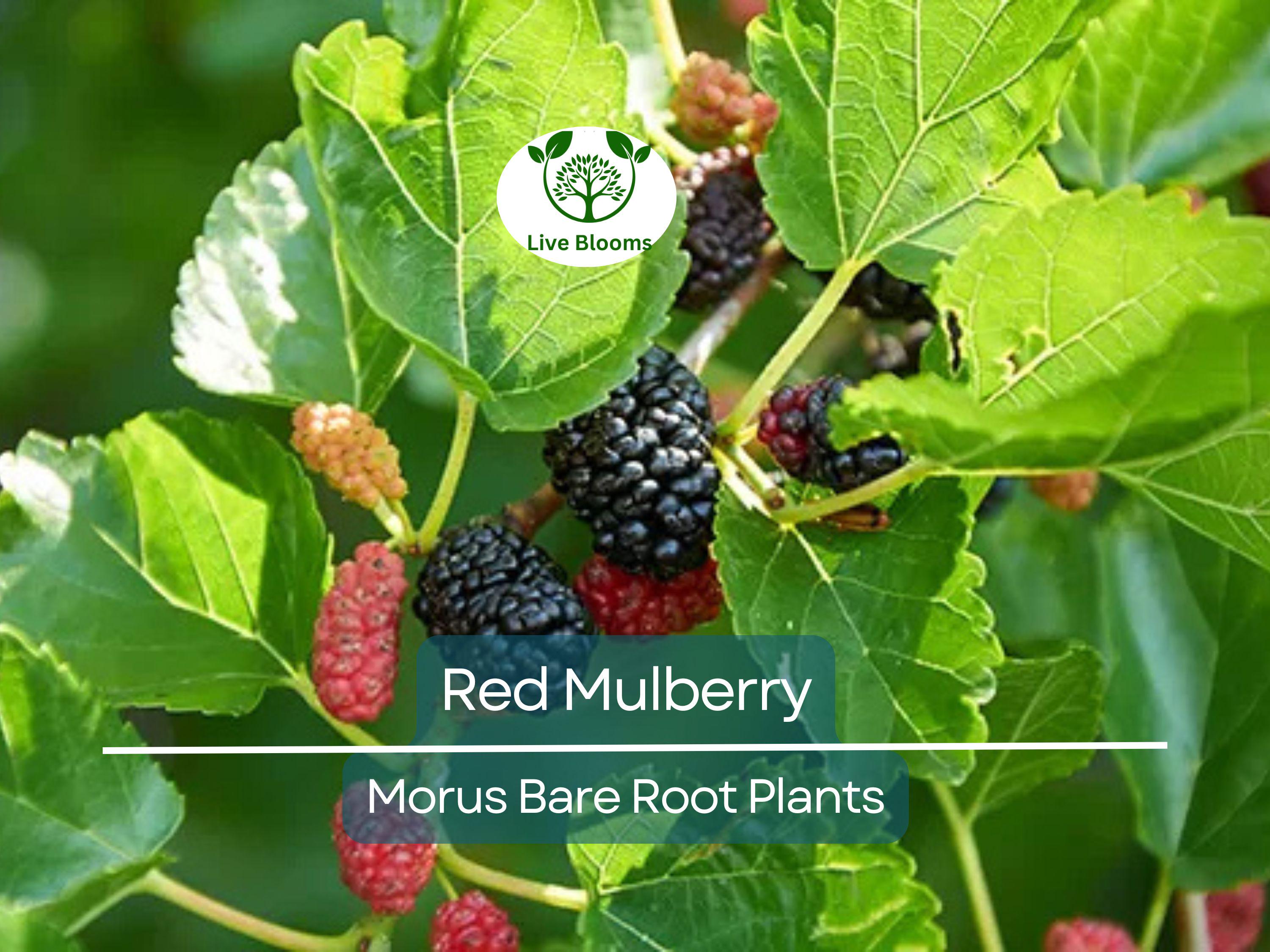 3 Red Mulberry Trees – Morus Rubra Live Bare Root Fruit Tree 12–24 Inches Tall – Native Shade Tree with Sweet Berries