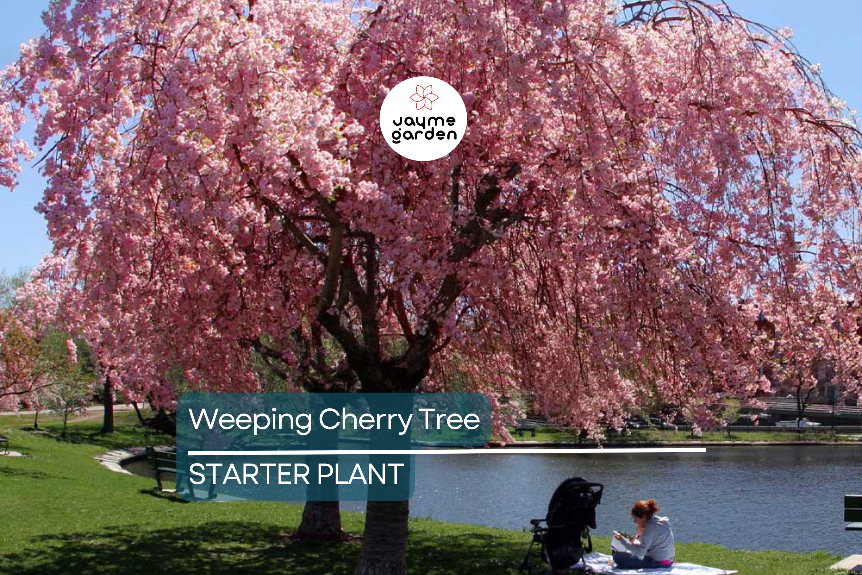 Weeping Cherry Tree – 2-3 Ft Tall | Live Flowering Tree | Bare Root | Spring Blooms | Hardy Zone 5 | Ready to Plant