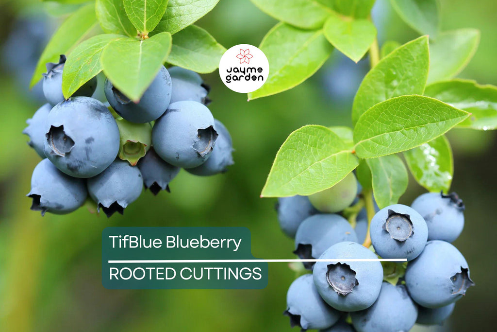 TifBlue Blueberry 7 Live Plant Cuttings Grow Kit - Root Fruit Bush, RabbitEye, DIY, Cold-Hardy