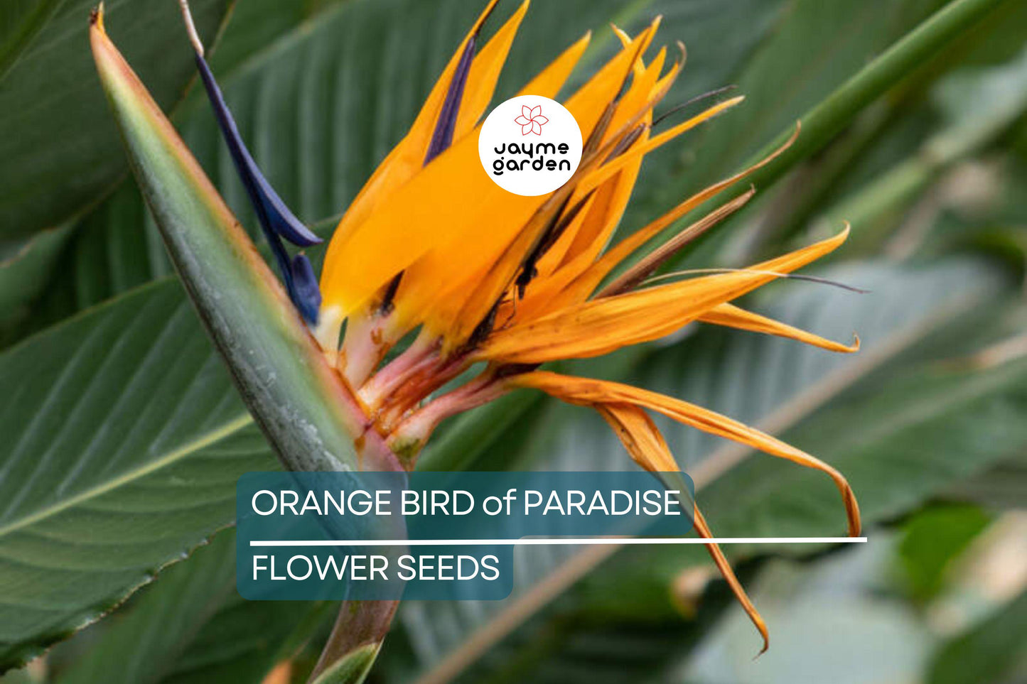 45 Orange Bird of Paradise Seeds (Strelitzia reginae) – Tropical Crane Flower Plant, 3-5 ft Tall, USDA Zones 9-11, Exotic Blooms