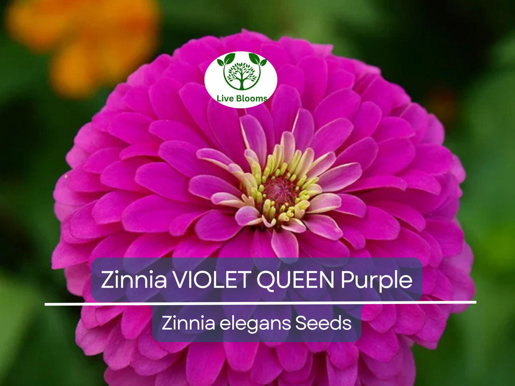 100 Zinnia 'Violet Queen' Seeds – Purple Zinnia elegans – Attracts Butterflies, Hummingbirds, Songbirds – Non-GMO, Annual Blooms