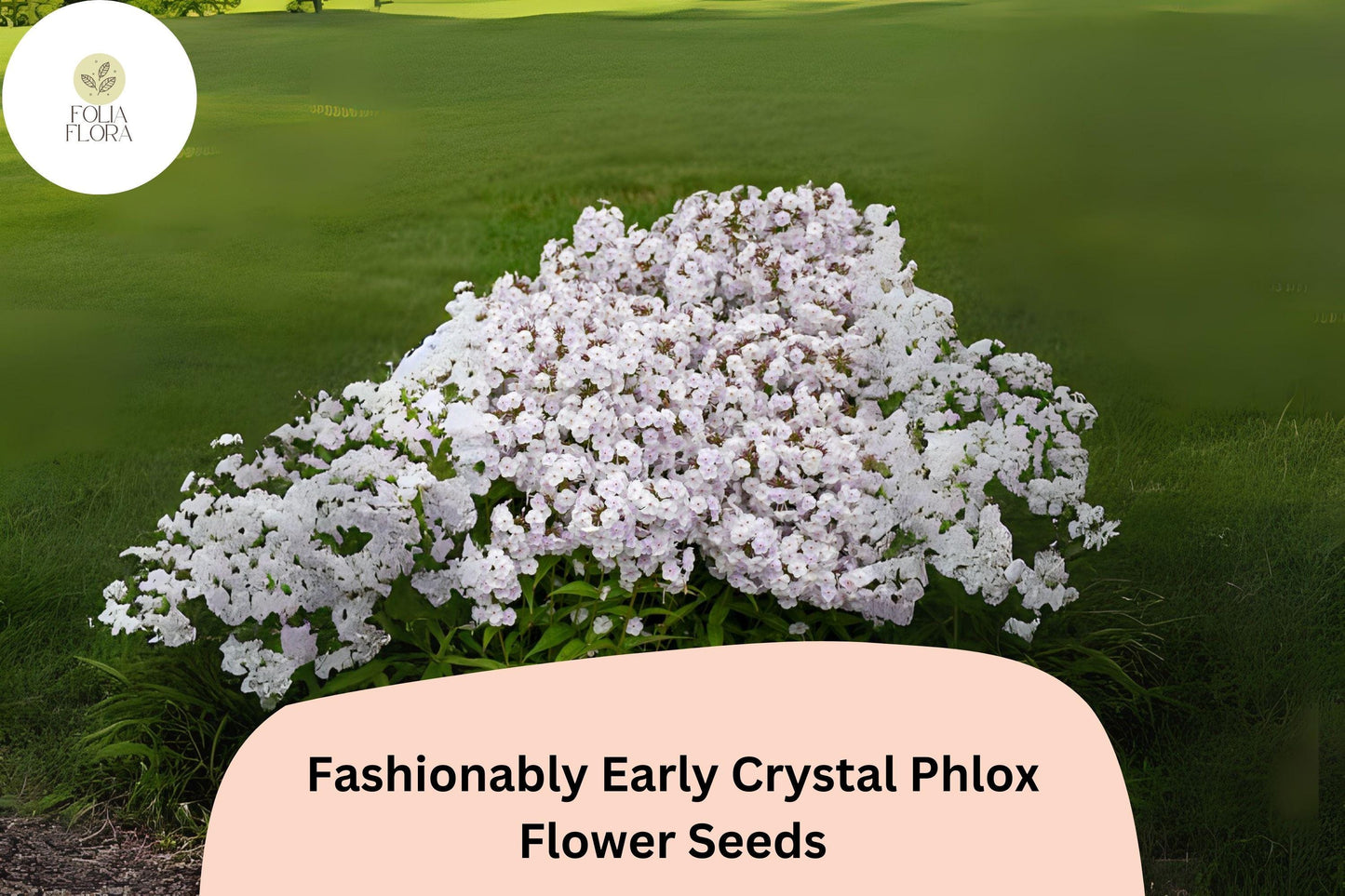 100+ Fashionably Early Crystal Phlox Seeds for Garden Planting | Phlox paniculata | White Perennial Flower Seeds