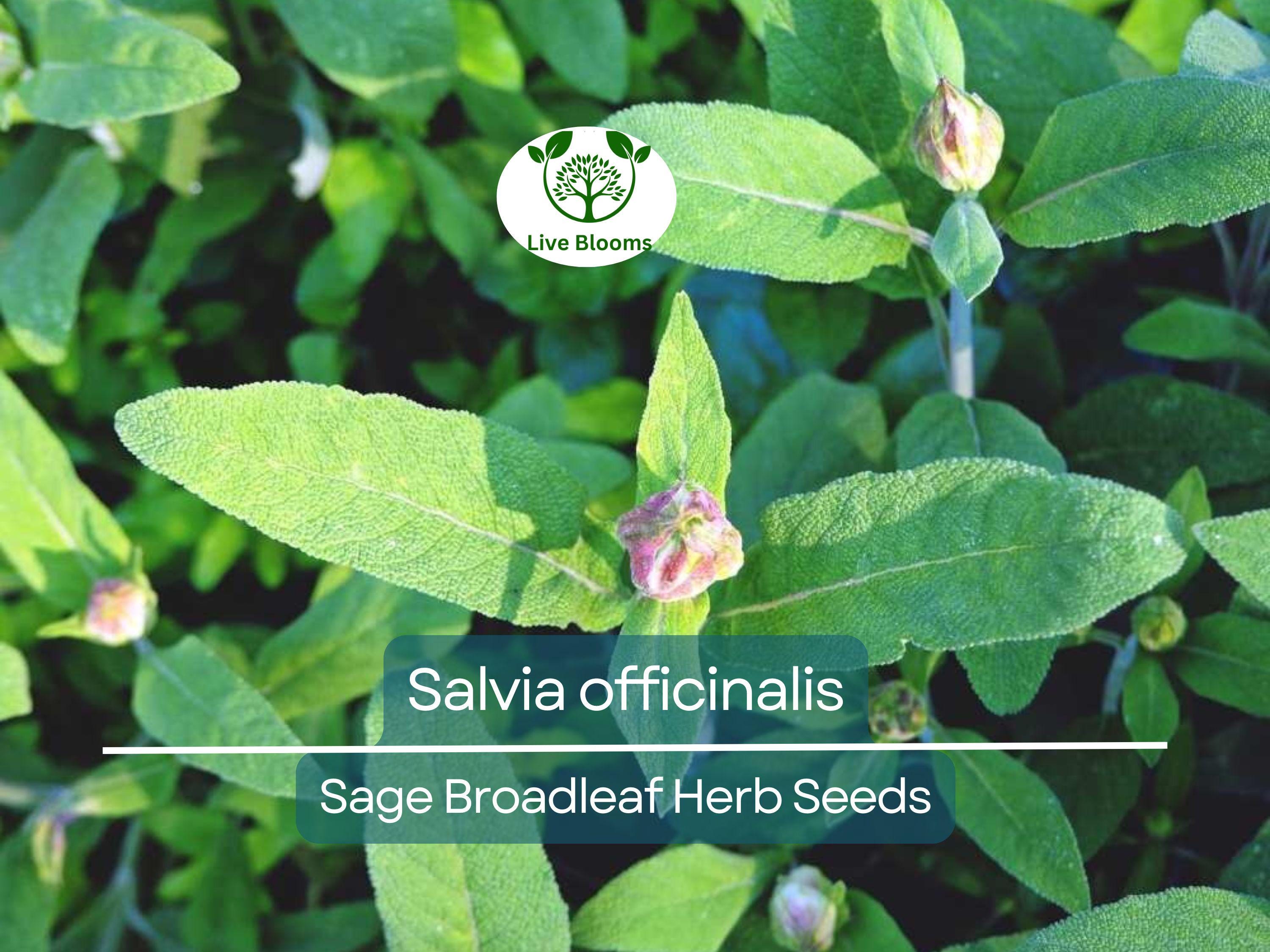 30 Sage Broadleaf Seeds for Planting - Salvia officinalis Fresh Culinary Herb, Easy to Grow, Perfect for Gardens & Kitchens