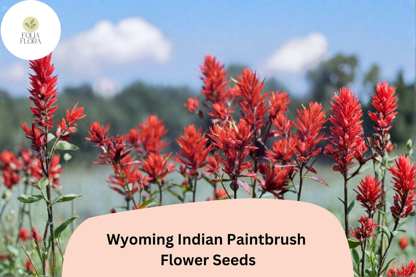 300 Castilleja linariifolia Seeds | Wyoming Indian Paintbrush | Native Red Wildflower for Meadow & Pollinator Gardens