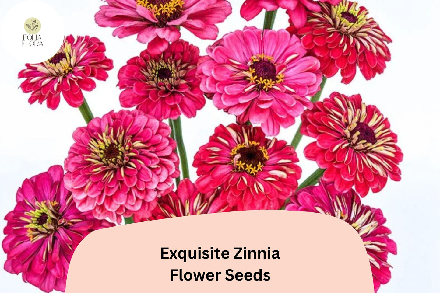 100+ Exquisite Zinnia Seeds – Unique Bloom Form & Summer Color for Garden Beds and Bouquets