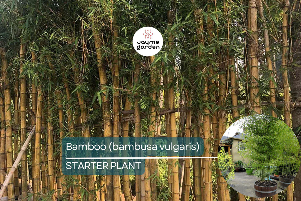 1 Bamboo Plant 12″-24″ - Live Bambusa vulgaris | Vibrant Tree for Gardens, Privacy Screens, and Sustainable Landscapes