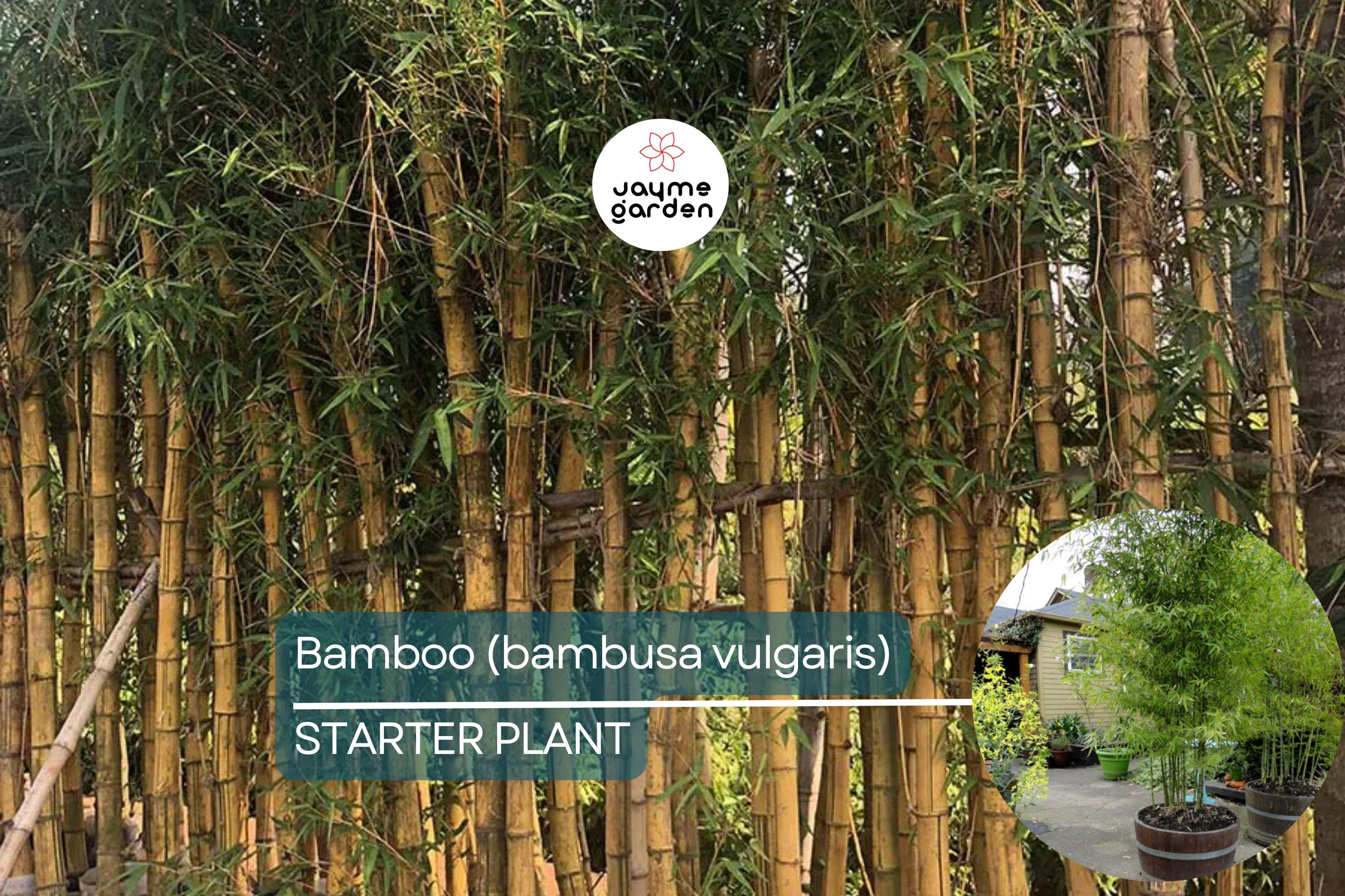 1 Bamboo Plant 12″-24″ - Live Bambusa vulgaris | Vibrant Tree for Gardens, Privacy Screens, and Sustainable Landscapes
