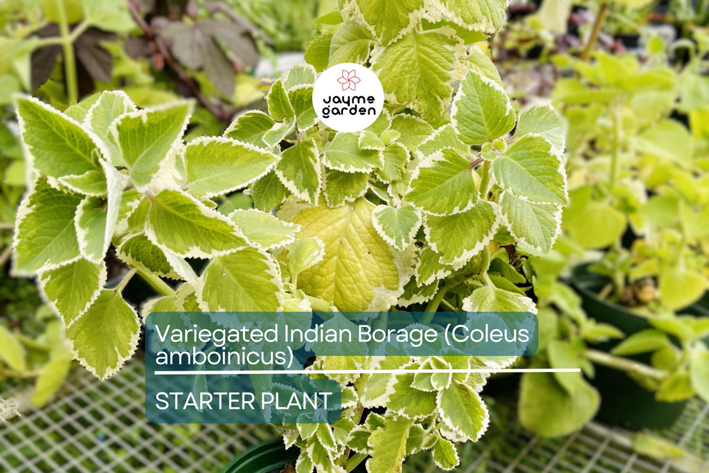 Variegated Indian Borage (Coleus amboinicus) Starter Plant | Tropical Herb 1′-2′ Tall Aromatic Foliage | Easy Care