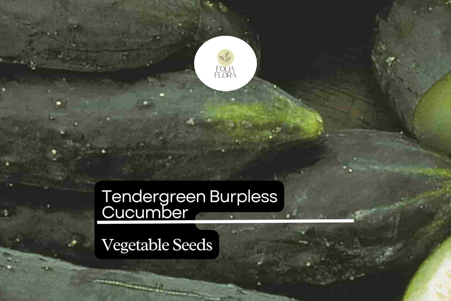 50 Seeds Tendergreen Burpless Cucumber (Cucumis sativus) – Sweet, Non-Bitter, Crisp Garden Favorite for Slicing & Salads