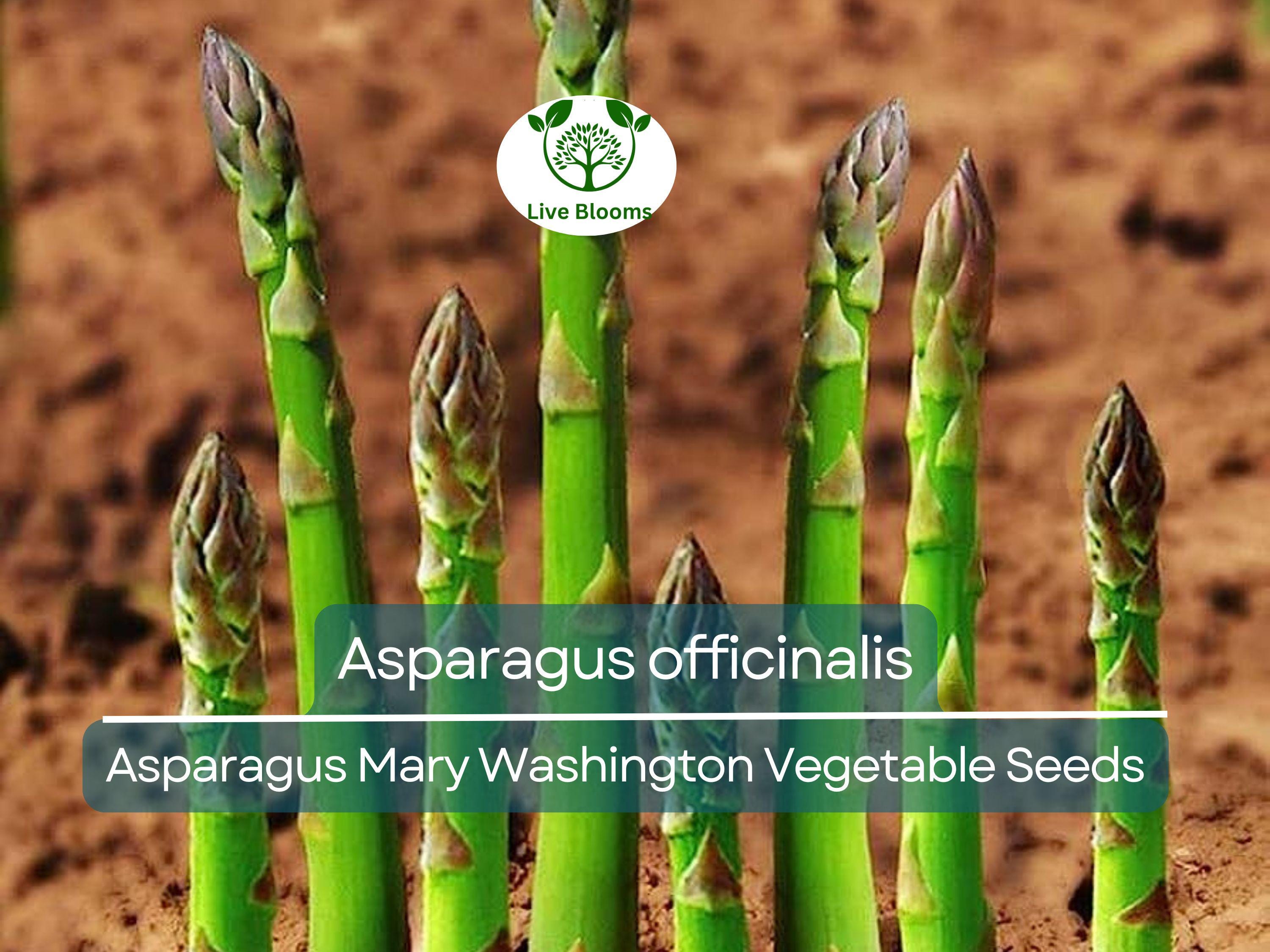 40 Seeds Asparagus Mary Washington - Asparagus officinalis | Heirloom Variety for Planting, Gardening & Delicious Harvest