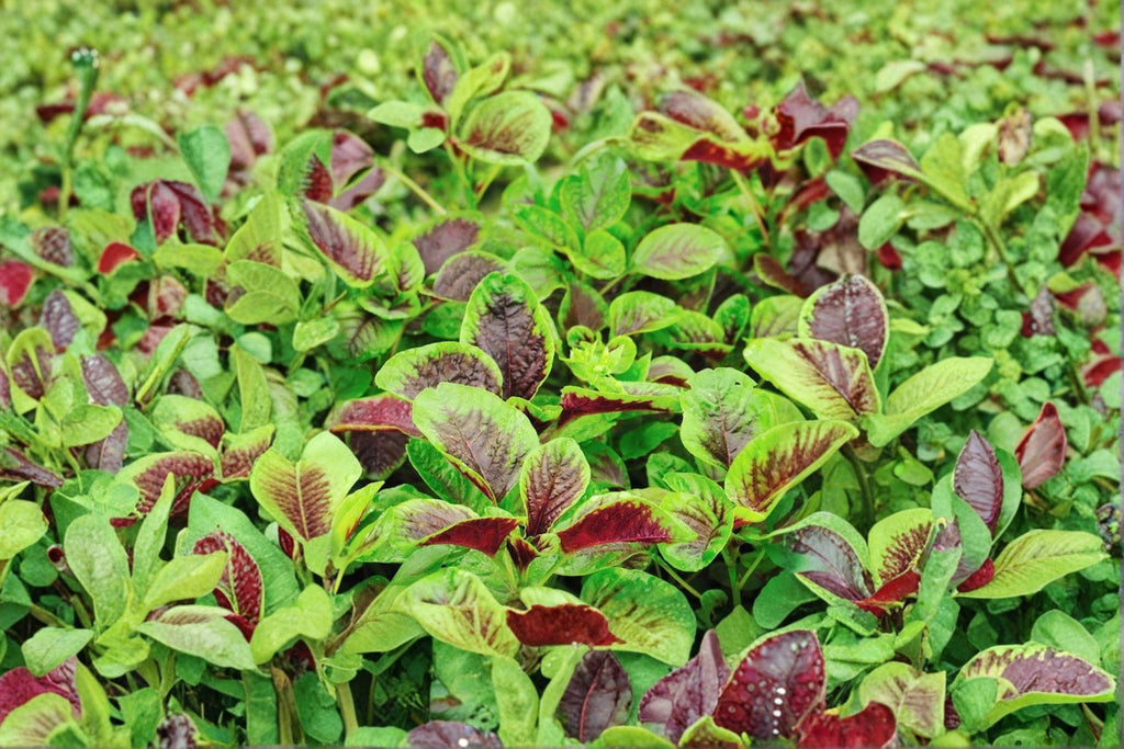 Edible Amaranth – Red Stripe Leaf/Red Beauty Tricolor – 500 Seeds | Heirloom Leaf Vegetable | Fast Growing | Edible & Ornamental